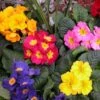 Crescendo® Mixed Primrose -Great Garden Plants 419 1318 popup