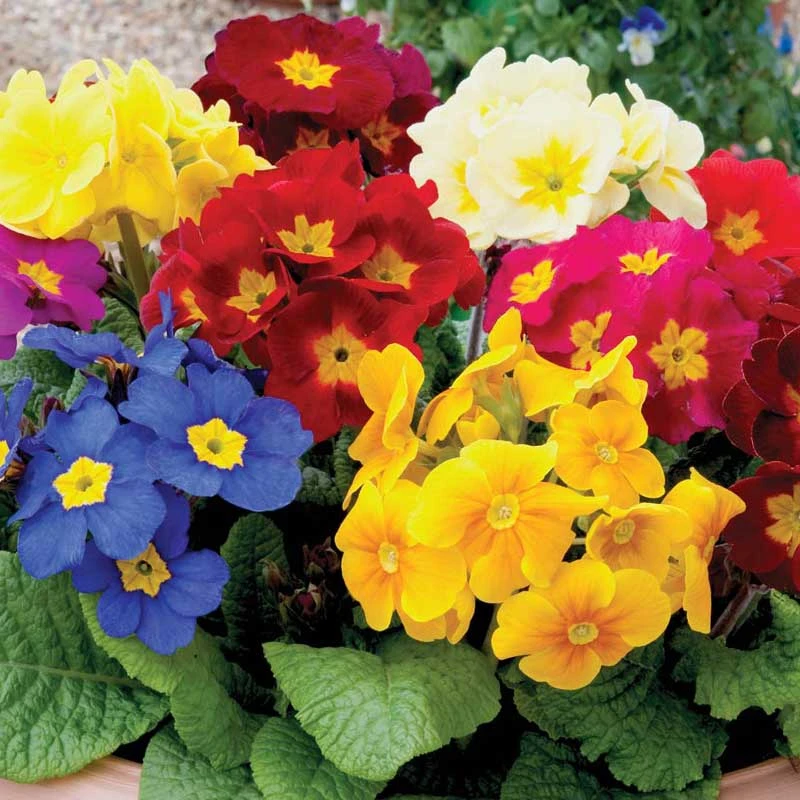 Crescendo® Mixed Primrose 4 Crescendo® Mixed Primrose - Image 2