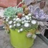 Cobweb Hens & Chicks -Great Garden Plants 427 1856 popup sw