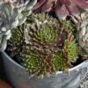 'Jeanne D'Arc' Hens & Chicks -Great Garden Plants 429 1888 popup