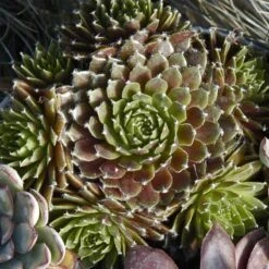 'Jeanne D'Arc' Hens & Chicks -Great Garden Plants 429 1890 popup