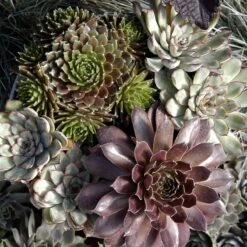 'Jeanne D'Arc' Hens & Chicks -Great Garden Plants 429 1891 popup
