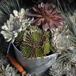 'Jeanne D'Arc' Hens & Chicks -Great Garden Plants 429 1892 popup