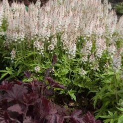 'Sugar & Spice' Foamflower 10 'Sugar & Spice' Foamflower -Great Garden Plants 42 1475 popup