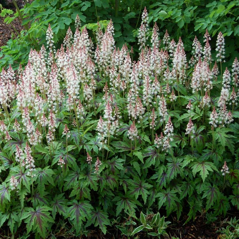 'Sugar & Spice' Foamflower 3 'Sugar & Spice' Foamflower