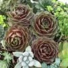 'Rocknoll Rosette' Hens & Chicks