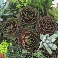'Rocknoll Rosette' Hens & Chicks -Great Garden Plants 435 1600 popup