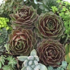 'Rocknoll Rosette' Hens & Chicks -Great Garden Plants 435 1601 popup