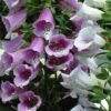 'Giant Shirley' Foxglove -Great Garden Plants 446 1205 popup