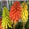 'Flamenco' Red Hot Poker -Great Garden Plants 458 1289 popup sw