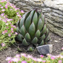 Mad About Mangave® 'Praying Hands' Mangave