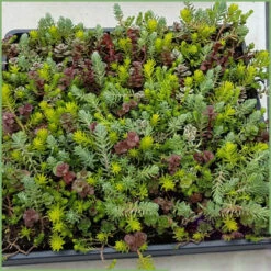 SedumSod® Mini Mats -Great Garden Plants 488 1573