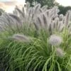 Prairie Winds® 'Lemon Squeeze' Fountain Grass -Great Garden Plants 497Pennisetumalopecuroides LemonSqueeze 3
