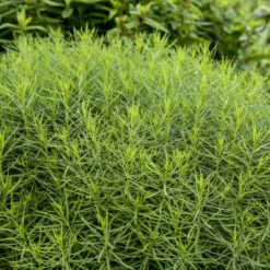 'String Theory' Bluestar -Great Garden Plants 499Amsonia StringTheory 4