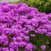 'Opening Act Ultrapink' Hybrid Phlox -Great Garden Plants 4adfcf30022043e4d0c4d532b1c000c1