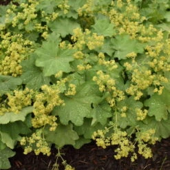 Lady's Mantle 11 Lady's Mantle -Great Garden Plants 4cb3d4cc1b6c0d383e70cdf16724128c