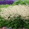 'Chantilly Lace' Goatsbeard -Great Garden Plants 4d4b07857cef5fdfa1c6b777859ed9a6