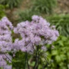 'Cotton Candy' Meadow Rue -Great Garden Plants 4f3d009ea2f7076f81cc28317a7cb7f6