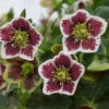 Honeymoon® Romantic Getaway Lenten Rose 1 Honeymoon® Romantic Getaway Lenten Rose -Great Garden Plants 503Helleborus RomanticGetaway 1