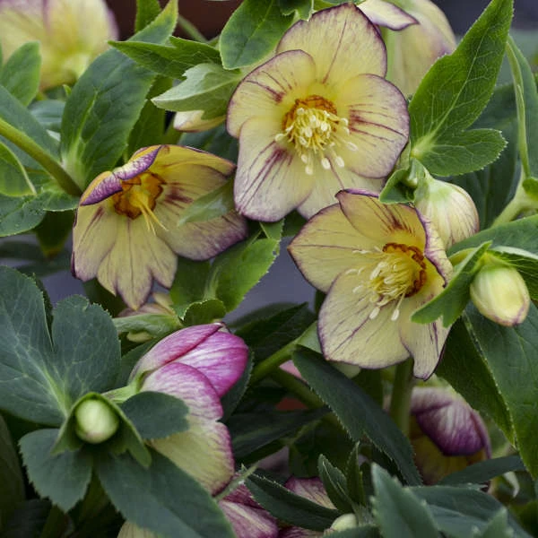 Honeymoon® Tropical Sunset Lenten Rose 3 Honeymoon® Tropical Sunset Lenten Rose