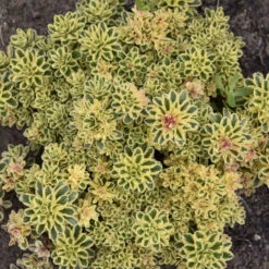 'Atlantis' Stonecrop -Great Garden Plants 5056f02e9a561759672bee380943a21a