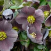 Honeymoon® Vegas Nights Lenten Rose -Great Garden Plants 506Helleborus VegasNights 1