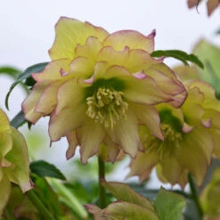 Wedding Party® First Dance Lenten Rose 9 Wedding Party® First Dance Lenten Rose -Great Garden Plants 508Helleborus FirstDance 4