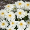 Amazing Daisies® 'Marshmallow' Shasta Daisy -Great Garden Plants 511Leucanthemumsuperbum Marshmallow 1