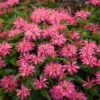 'Leading Lady Pink' Bee Balm -Great Garden Plants 513Monarda LeadingLadyPink 1