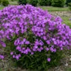 'Opening Act Romance' Hybrid Phlox -Great Garden Plants 517Phlox OpeningActRomance 1