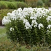 Luminary™ 'Backlight' Tall Garden Phlox 2 Luminary™ 'Backlight' Tall Garden Phlox -Great Garden Plants 518Phloxpaniculata Backlight 1