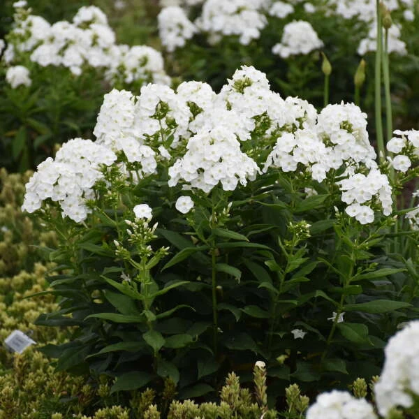 Luminary™ 'Backlight' Tall Garden Phlox 5 Luminary™ 'Backlight' Tall Garden Phlox - Image 3