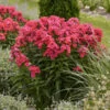 Luminary™ 'Sunset Coral' Tall Garden Phlox -Great Garden Plants 519Phloxpaniculata SunsetCoral 1