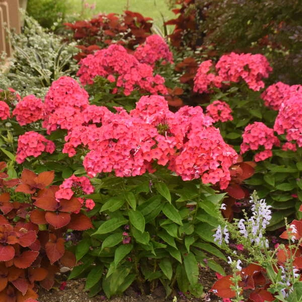 Luminary™ 'Sunset Coral' Tall Garden Phlox 5 Luminary™ 'Sunset Coral' Tall Garden Phlox - Image 3