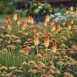 Pyromania® 'Hot And Cold' Red Hot Poker -Great Garden Plants 51c4a1424bc3a0339c0fd136f0ba90c8