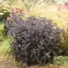 Rock 'N Grow® 'Back In Black' Stonecrop -Great Garden Plants 520Sedum BackinBlack 1