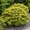 Rock 'N Round® 'Bright Idea' Stonecrop -Great Garden Plants 521Sedum BrightIdea 1