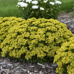 Rock 'N Round® 'Bright Idea' Stonecrop -Great Garden Plants 521Sedum BrightIdea 3