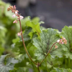Fun And Games® 'Shadow Tag' Foamy Bells -Great Garden Plants 52279fe2f37de96830f8455da8957103