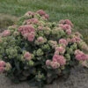 Rock 'N Grow® 'Coraljade' Stonecrop -Great Garden Plants 522Sedum Coraljade 1