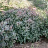 Rock 'N Grow® 'Tiramisu' Stonecrop 2 Rock 'N Grow® 'Tiramisu' Stonecrop -Great Garden Plants 523Sedum Tiramisu 1