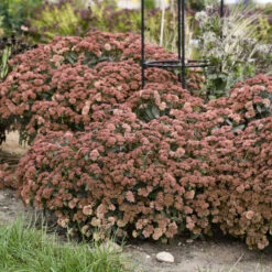Rock 'N Grow® 'Tiramisu' Stonecrop 9 Rock 'N Grow® 'Tiramisu' Stonecrop -Great Garden Plants 523Sedum Tiramisu 3