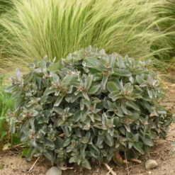 Rock 'N Grow® 'Tiramisu' Stonecrop 10 Rock 'N Grow® 'Tiramisu' Stonecrop -Great Garden Plants 523Sedum Tiramisu 4