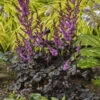 'Dark Side Of The Moon' Astilbe -Great Garden Plants 525Astilbe DarkSideoftheMoon 3