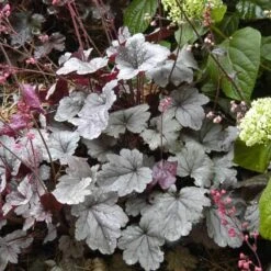 Dolce® 'Silver Gumdrop' Coral Bells -Great Garden Plants 525 1969 popup sw