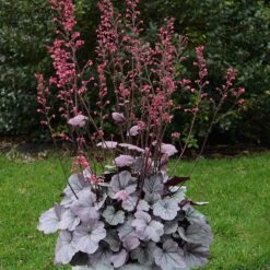 Dolce® 'Silver Gumdrop' Coral Bells -Great Garden Plants 525 1974 popup sw