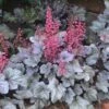 Dolce® 'Silver Gumdrop' Coral Bells 1 Dolce® 'Silver Gumdrop' Coral Bells -Great Garden Plants 525 1975 popup sw