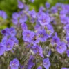 'Boom Chocolatta' Cranesbill -Great Garden Plants 527Geraniumpratense BoomChocolatta 1