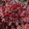 Forever® Red Coral Bells -Great Garden Plants 527 1988 popup