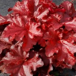 Forever® Red Coral Bells 7 Forever® Red Coral Bells -Great Garden Plants 527 1990 popup sw